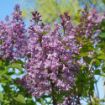 Scentara® Double Blue Lilac