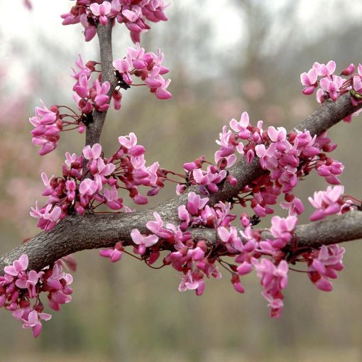 Forest Pansy Redbud