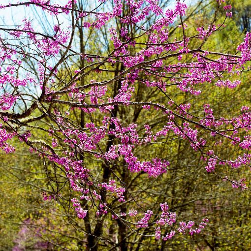 Appalachian Redbud