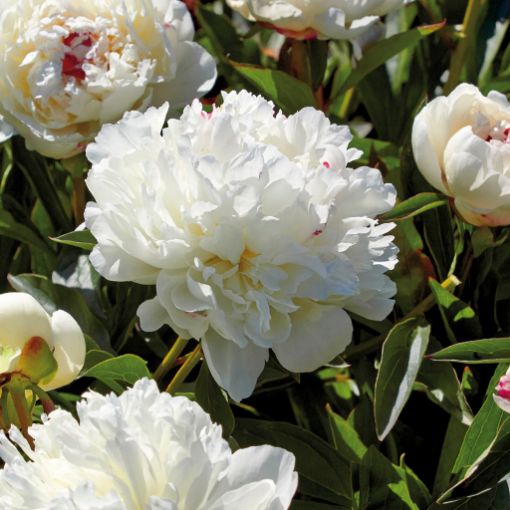 Festiva Maxima Peony