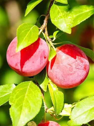 AU Rosa Plum