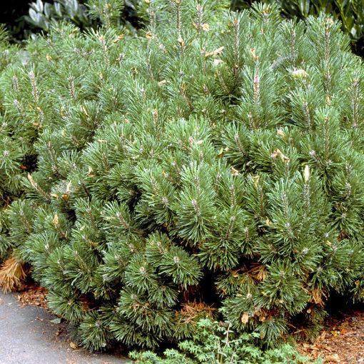 Dwarf Mugo Pine