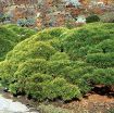 Dwarf Mugo Pine