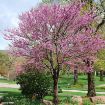 Eastern Redbud - Cercis canadensis