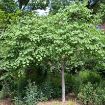 Eastern Redbud