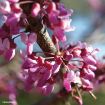 Eastern Redbud