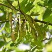 Eastern Redbud