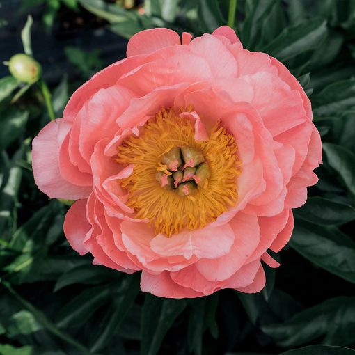 Coral Charm Peony