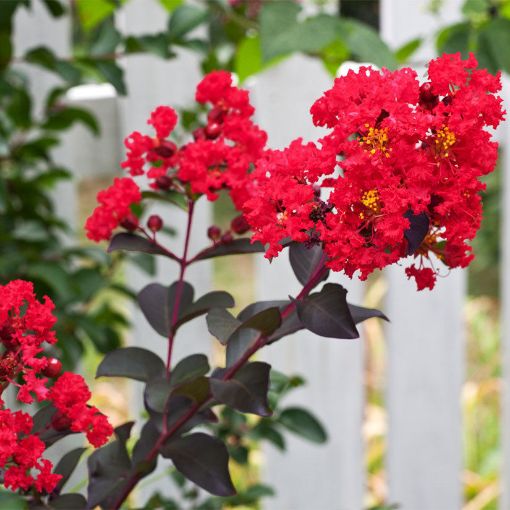 Center Stage® Red Crapemyrtle