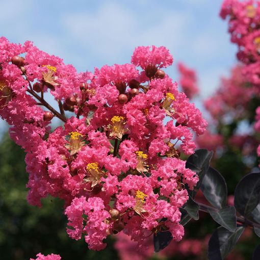 Center Stage® Pink Crapemyrtle