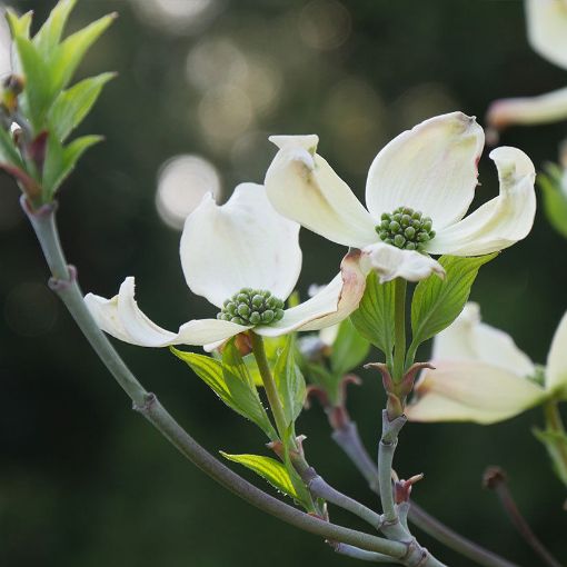 Cherokee Princess® White Dogwood