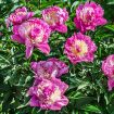 Bowl of Beauty Peony