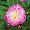 Bowl of Beauty Peony