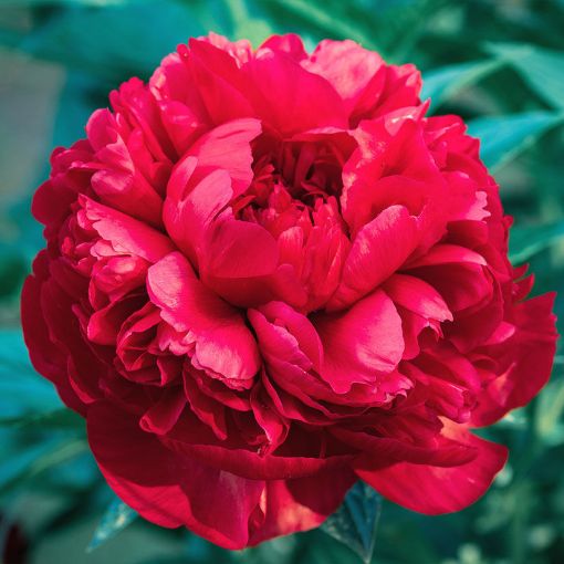 Command Performance Peony