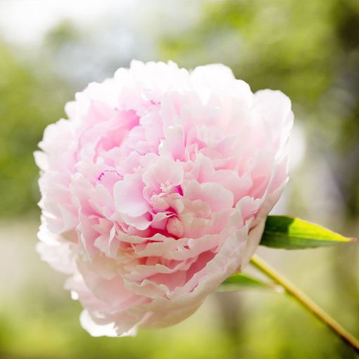 Sarah Bernhardt Peony