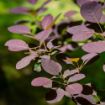 Royal Purple Smoketree