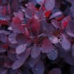 Royal Purple Smoketree