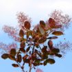 Royal Purple Smoketree