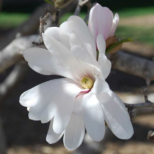 Centennial Star Magnolia