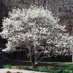 Centennial Star Magnolia