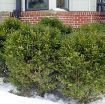 Winter Gem Boxwood