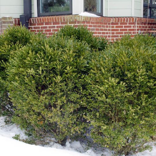 Winter Gem Boxwood