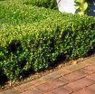 Winter Gem Boxwood