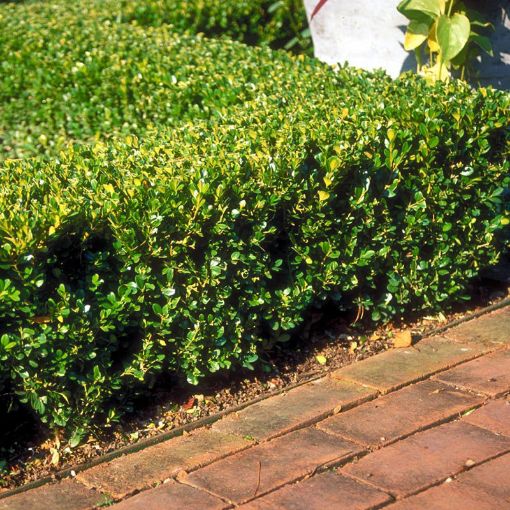 Winter Gem Boxwood Shrubs for Sale at Arbor Day's Online Tree Nursery ...