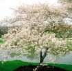 Shadblow Serviceberry