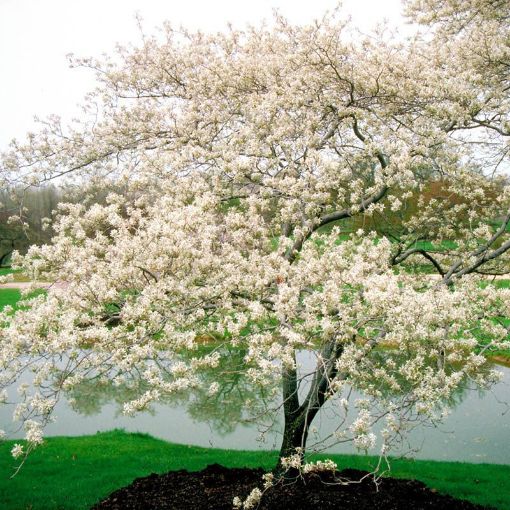 Shadblow Serviceberry