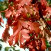 Autumn Blaze Maple