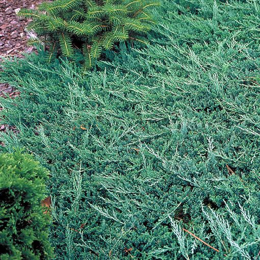 Blue Rug Juniper