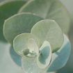 Eucalyptus Silver Dollar