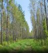 Hybrid Poplar - Populus deltoides x Populus nigra