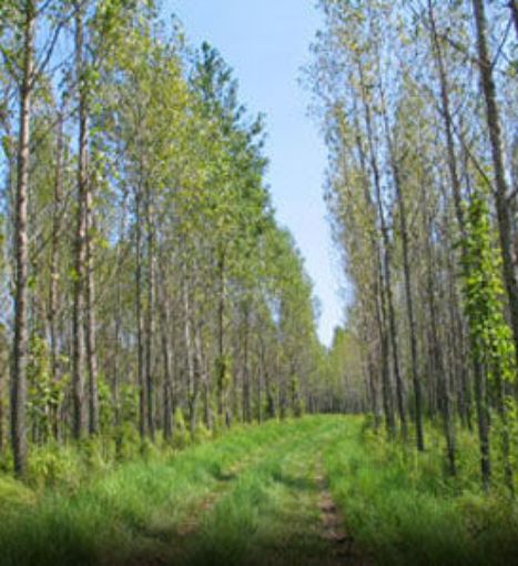 Hybrid Poplar - Populus deltoides x Populus nigra