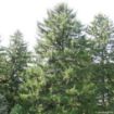 Spruce Mix Collection (12 trees)