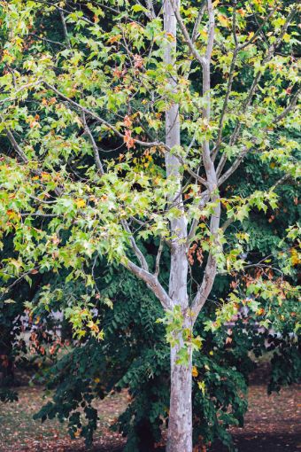 American Sycamore