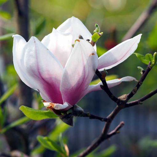 Pecan - Carya illinoinensis