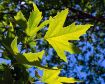 American Sycamore