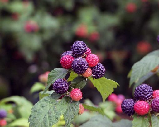 Black Jewel Raspberry