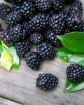 Black Jewel Raspberry