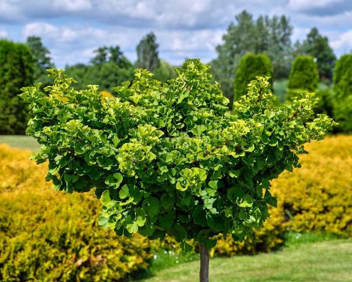 Ginkgo Biloba