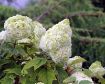 Gatsby Moon® Oakleaf Hydrangea