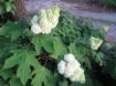 Gatsby Moon® Oakleaf Hydrangea