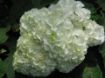 Gatsby Moon® Oakleaf Hydrangea