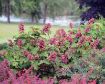 Gatsby Pink® Oakleaf Hydrangea