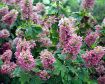 Gatsby Pink® Oakleaf Hydrangea