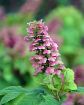 Gatsby Pink® Oakleaf Hydrangea