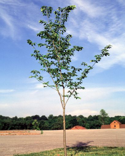 Buy Affordable Valley Forge Elm. Arbor Day Foundation - Buy trees, rain ...