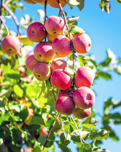 Pink Lady Apple